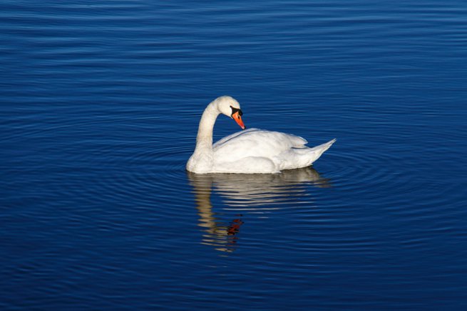 swan on blue water | Kelly Chandler Consulting